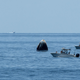 Imagen para el artículo titulado Esta foto tomada desde el espacio muestra la asombrosa cantidad de irresponsables que navegaron hasta la cápsula de SpaceX